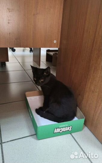 Котенок мальчик в добрые руки