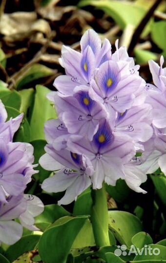 Растения для пруда нимфеи,гиацинты,водная эйхорния