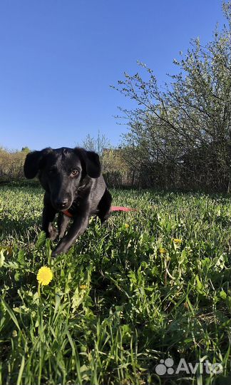 Крутой щенок