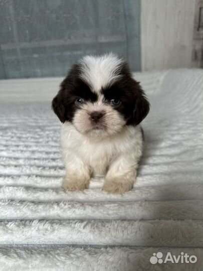 Ши-тцу редкий окрас шоколад