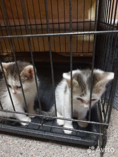 Кошки в добрые руки