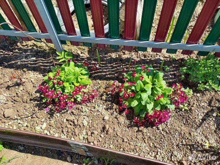 Цветы для сада