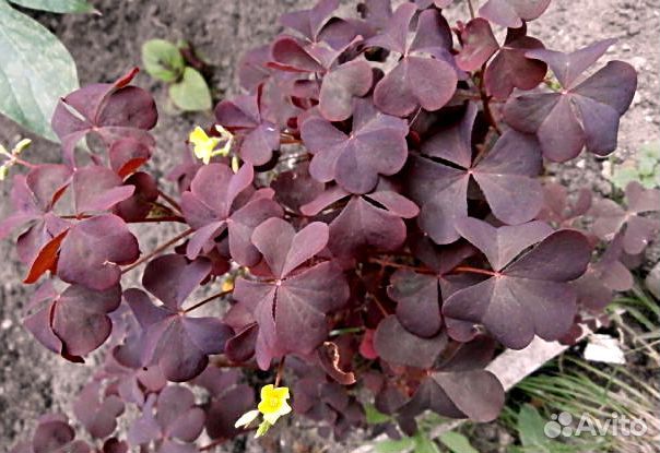 Хеномелис, дороникум, овсяница, фалярис идр