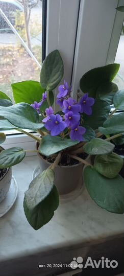 Цветущие фиалки