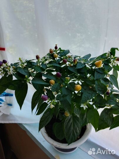 Комнатный перчик