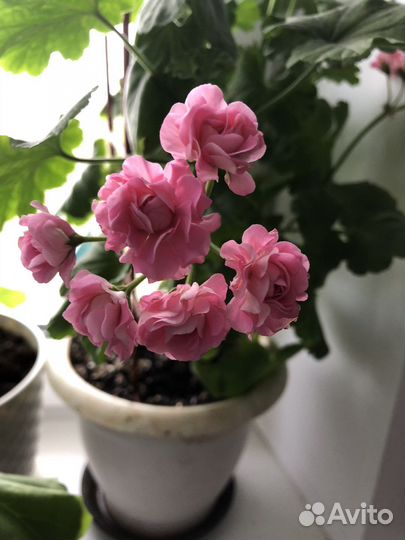 Пеларгония герань