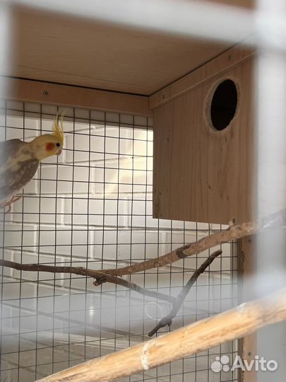 Попугаи корелла с клеткой