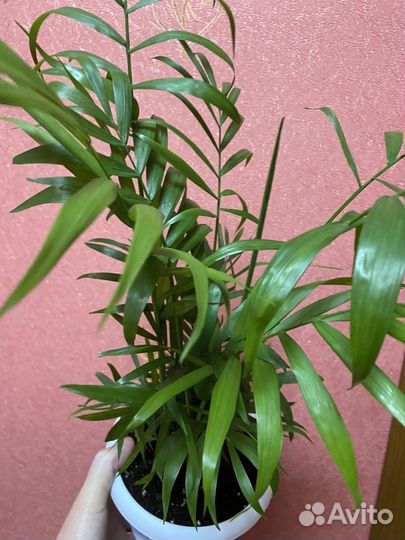 Хамедорея элеганс