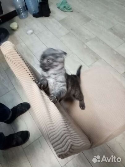 Вислоухая кошка бесплатно