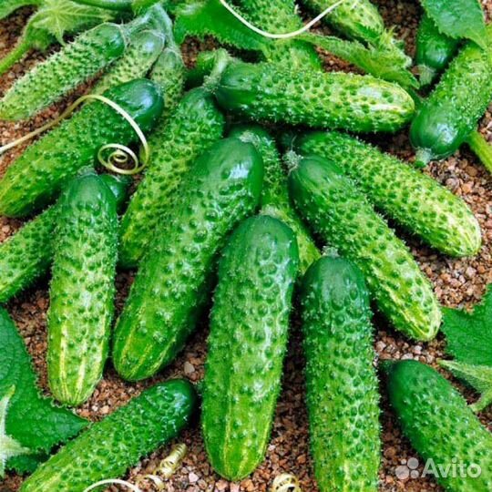 Огурцы свежие домашние