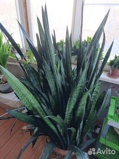 Сансевиерия или драцена трёхполосная