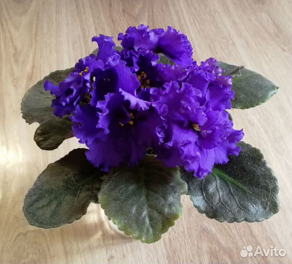 Фиалки - почтой - Зеленоград