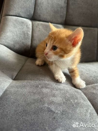 2 кота и кошка в дар бесплатно