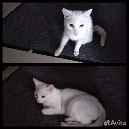 Котик в добрые руки