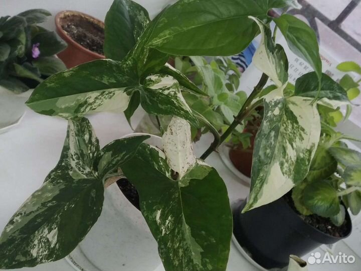 Сингониум пестролистный