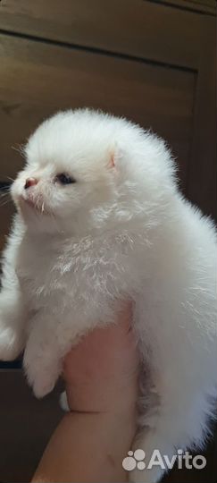 Шпиц мини девочка РКФ