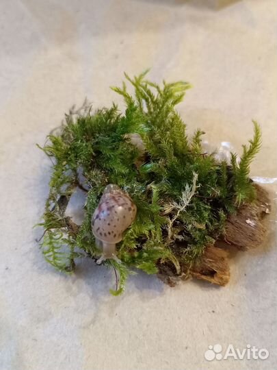 Улитки ахатины