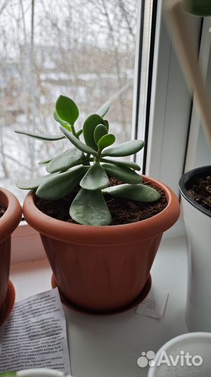 Толстянка с горшком