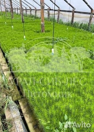 Сеянцы Лиственницы Сибирской с зкс