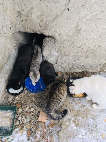 Кошки и котята