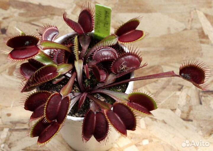 Мухоловка Дионея красная семена