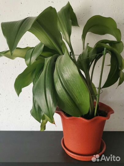 Фикусы, Замиокулькас, Финик, Драцены, Лилии, Цикас