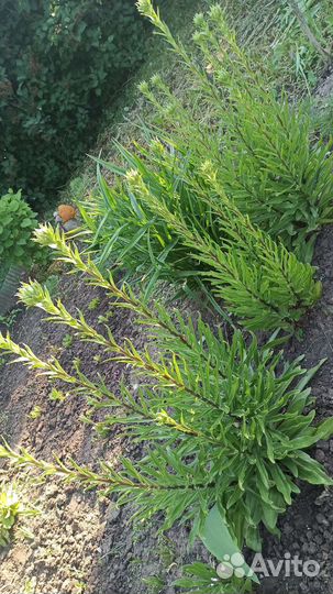 Белая лилия