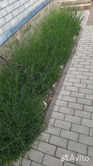 Лаванда узколитная, широколистная