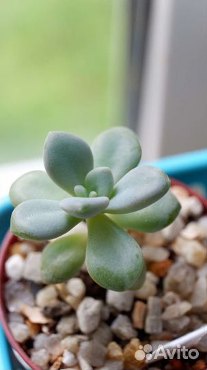 Суккуленты ч. 2