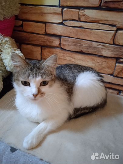 Кот Рыжик и кошка Буся в добрые руки. Привезу