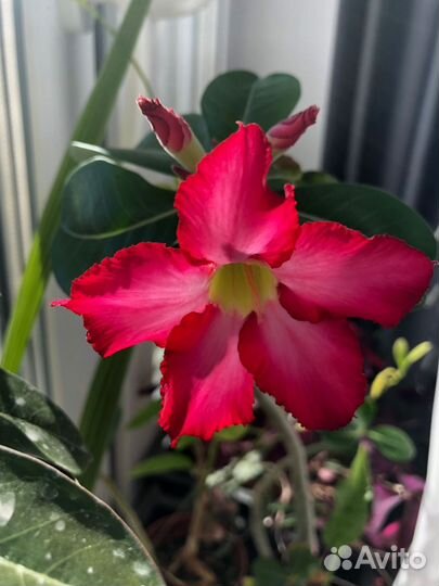 Сейчас с бутонами Адениумы и Суринамская вишня