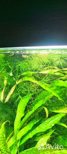 Аквариумные растения