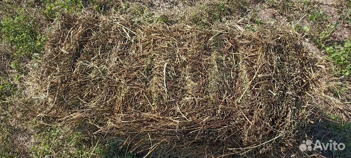 Сена люцерна