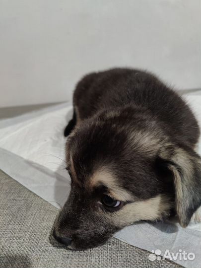 Метисы овчарки в добрые руки