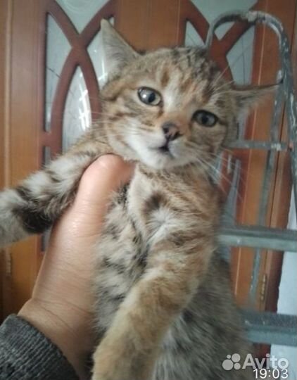 Тигруля ищет дом