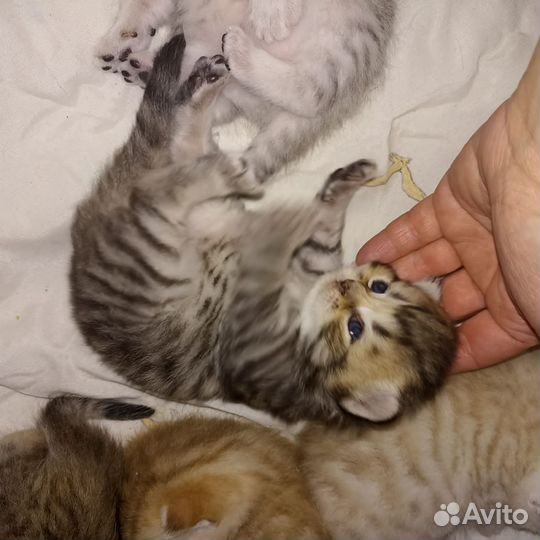 Шотландские котята