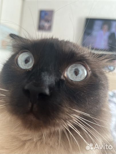 Отдам кота В добрые руки