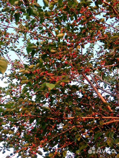 Саженцы тутовника черного (шелковицы)