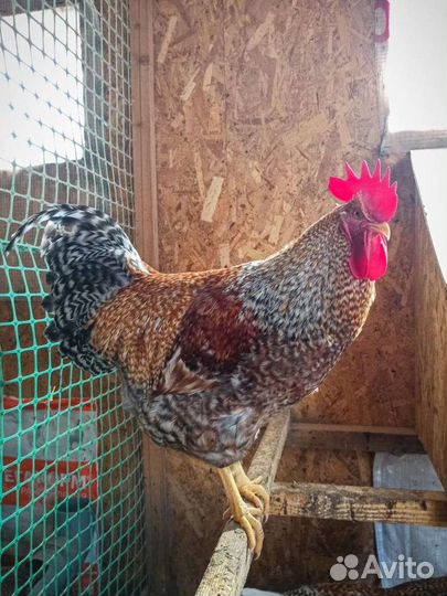 Инкубационное яйцо Билефельдер