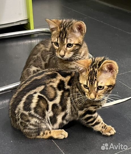 Бенгальская кошка
