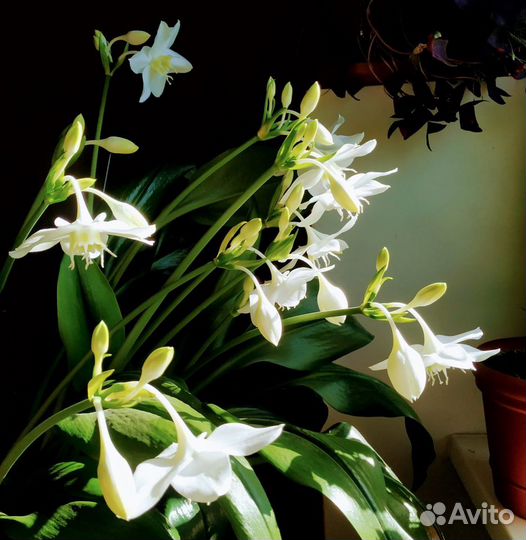 Эухарис (амазонская лилия)