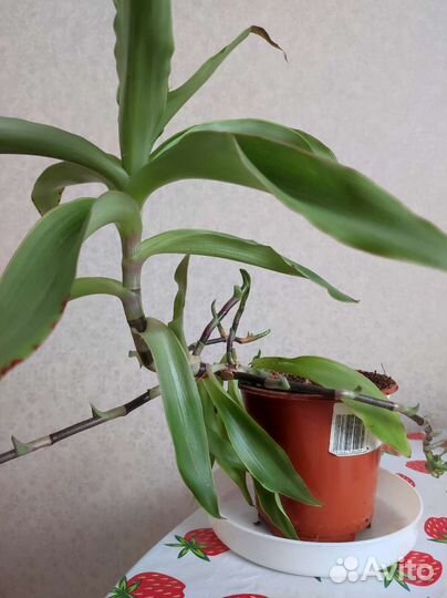 Растение золотой ус, толстянка, Спатифиллум