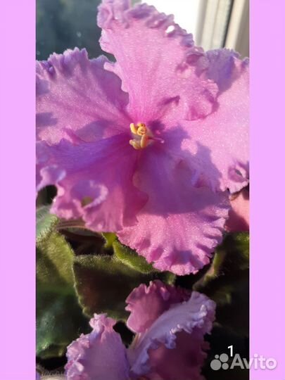 Волшебные фиалки