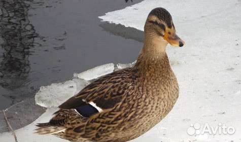 Подсадные утки