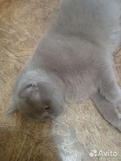 Британский кот