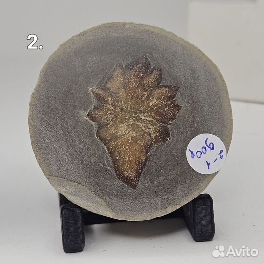 Беломорская рогулька спил полированный, глендонит