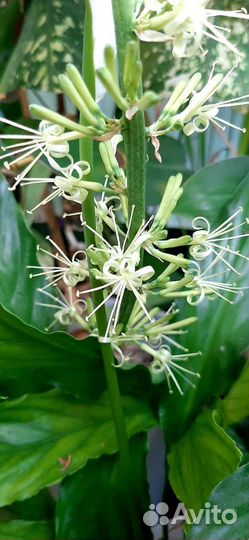 Сансевиерия лауренти и 3 других вида