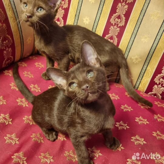 Ориентальные котята