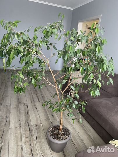 Фикус бенджамина большой