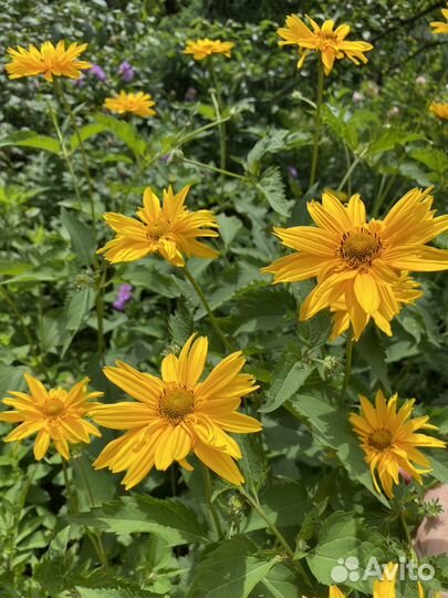 Многолетники цветы